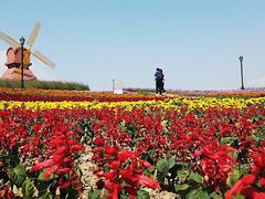 -杭州湾海上花田景区