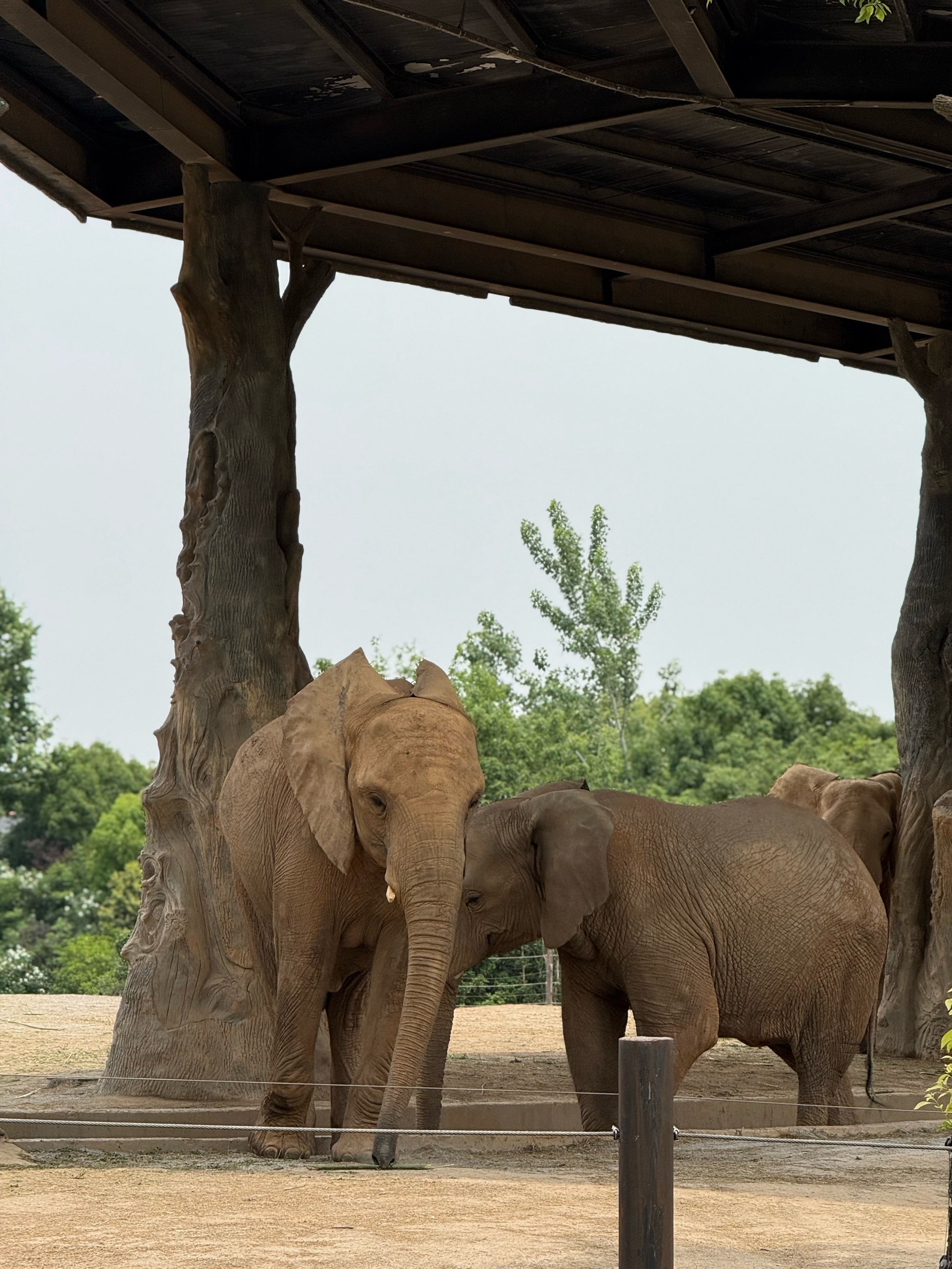 原来长腿动物不只有长颈鹿
