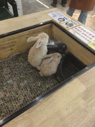 -神奇动物撸宠馆·羊驼·小浣熊·异宠(豫园店)