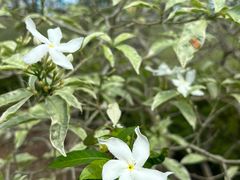 -麦哲伦丝绸度假村