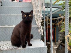 -喵屿·大理花园猫咖