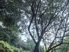 -鼓岭旅游度假区