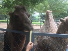 -长白岛森林公园