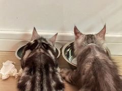 -翊宠yipet猫狗购宠庄园