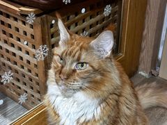 -MOCHA明星猫咖(田子坊店)