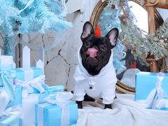 -超宠爱宠物摄影-Super pet