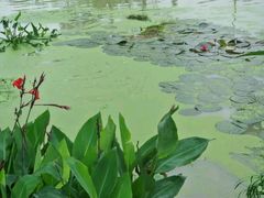 android_upload_pic-广西壮族自治区药用植物园