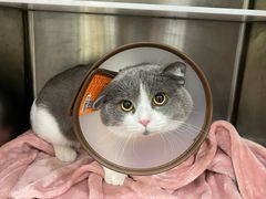 -艾吉宠物医院·疑难杂症转诊中心·猫友好(碧江路院)