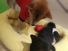 -逗柴咖啡屋·狗咖猫咖宠物桌游