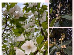 -洋湖国家湿地公园