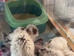 -糯米喵星人总部直营旗舰店·猫舍·幼猫出售