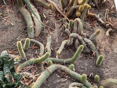 -北京植物园-展览温室