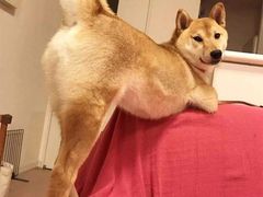 -瑞鹏宠物医院犬猫全科(真大分院)