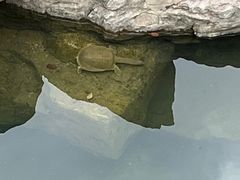 -四海公园(南山区)