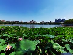 -莲花池公园