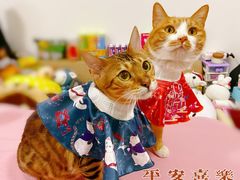 -喜多萌中农锦绣动物医院24H·猫科·牙科MRI·CT