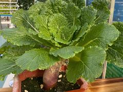 -兰陵国家农业公园