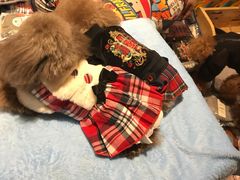 -爱宠屋pet shop·宠物洗澡·宠物美容