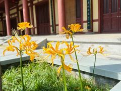 -西安大兴善寺