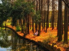 -上海共青森林公园