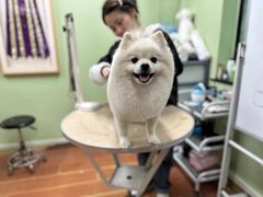 -鑫艺宠物美容培训学校