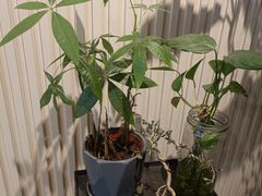 -Dinoo 片场咖啡(酒仙桥店)