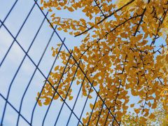 -三里屯东五街银杏大道