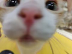 -momokira米努特·德文卷毛猫·棉花面纱犬
