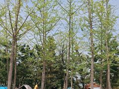 -羊亭河湿地公园