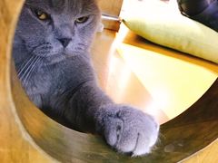 -猫咪咖啡·猫咖(万达广场店)
