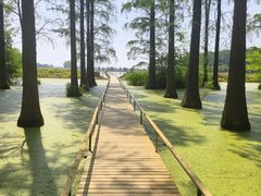 -渌洋湖湿地公园