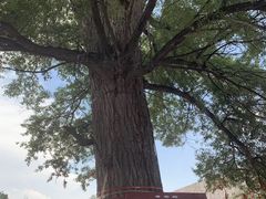 -中华三祖圣地黄帝城遗址文化旅游区