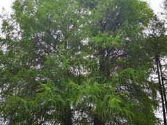 -南宁良凤江国家森林公园