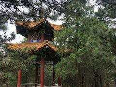 -云岗森林公园
