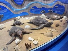 -广东惠东海龟国家级自然保护区