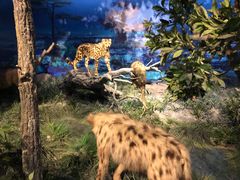 -国家自然博物馆