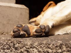 狗-龙姐私房菜(和顺古镇店)