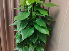 -静海名悦·私宴(大生店)