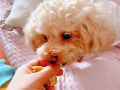 -爱侣宠医·鹦鹉专科·小型哺乳类·异宠专科(灵石路店)