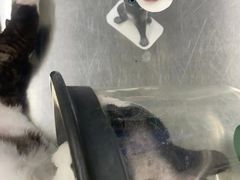 -瑞派动物医院·猫专科·至诚(江南中分院)