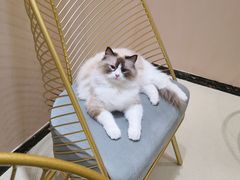 -藏猫猫咖啡主题馆(中央大道店)