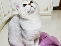 -喵百万·布偶·蓝金金渐层英短·猫舍(百子湾店)