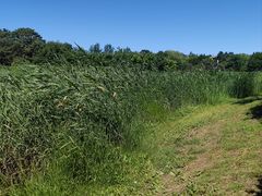 -大兴滨河森林公园