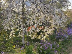 -古柏渡丰乐樱花园