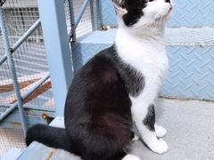 -喵屿·大理花园猫咖