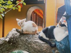 -龙华素斋(龙华路店)