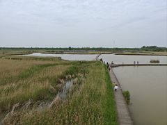 -盐城丹顶鹤湿地生态旅游区