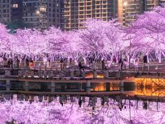 -西北湖绿化广场