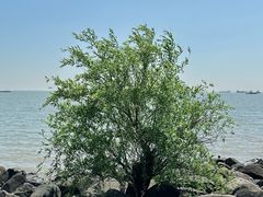 -上海吴淞炮台湾国家湿地公园