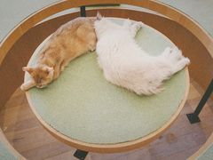 -CAT’S MEWSTAR CAFE·喵星球猫屋(晴湾咖啡店)